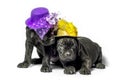 couple little puppy dog Ã¢â¬â¹Ã¢â¬â¹of breed canecorso in funny hats on a white background in isolation close up